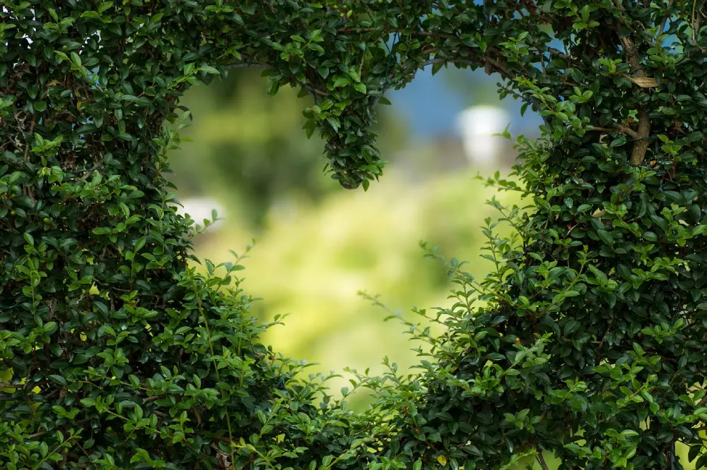 Comment assurer la protection de ses arbres après un élagage ?