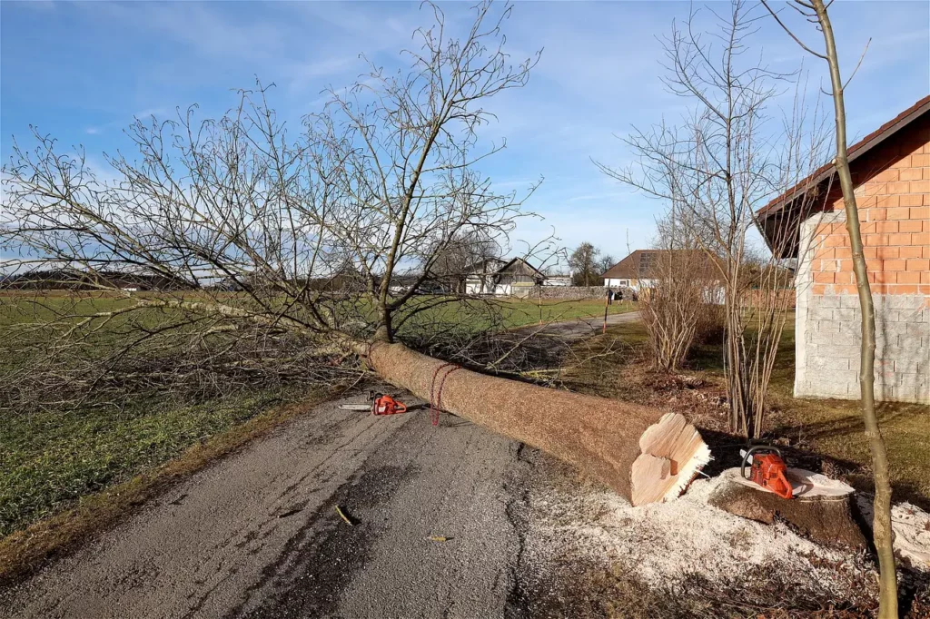 Pourquoi l’élagage d’arbres est essentiel pour la sécurité de votre propriété _